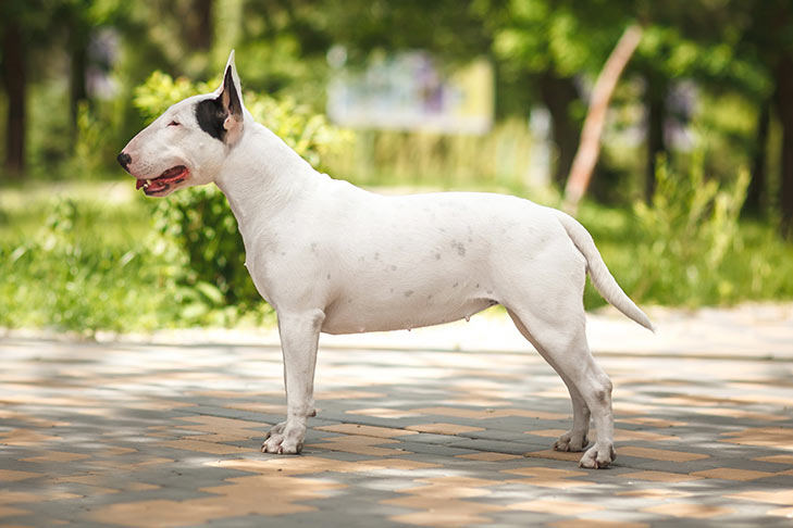Are bull terrier good pets?