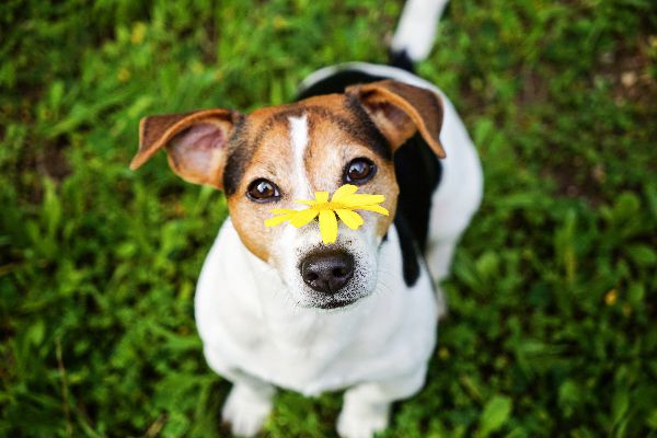 Are dogs sensitive to strong smells?