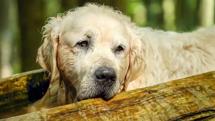 Are dogs with dementia suffering?