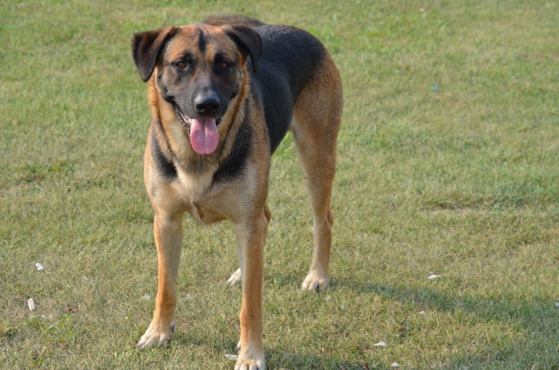 Are lab German Shepherd mix good dogs?