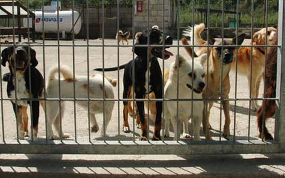 Are there a lot of stray dogs in Italy?