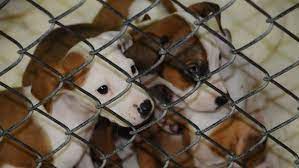 Are there kill shelters in Alabama?
