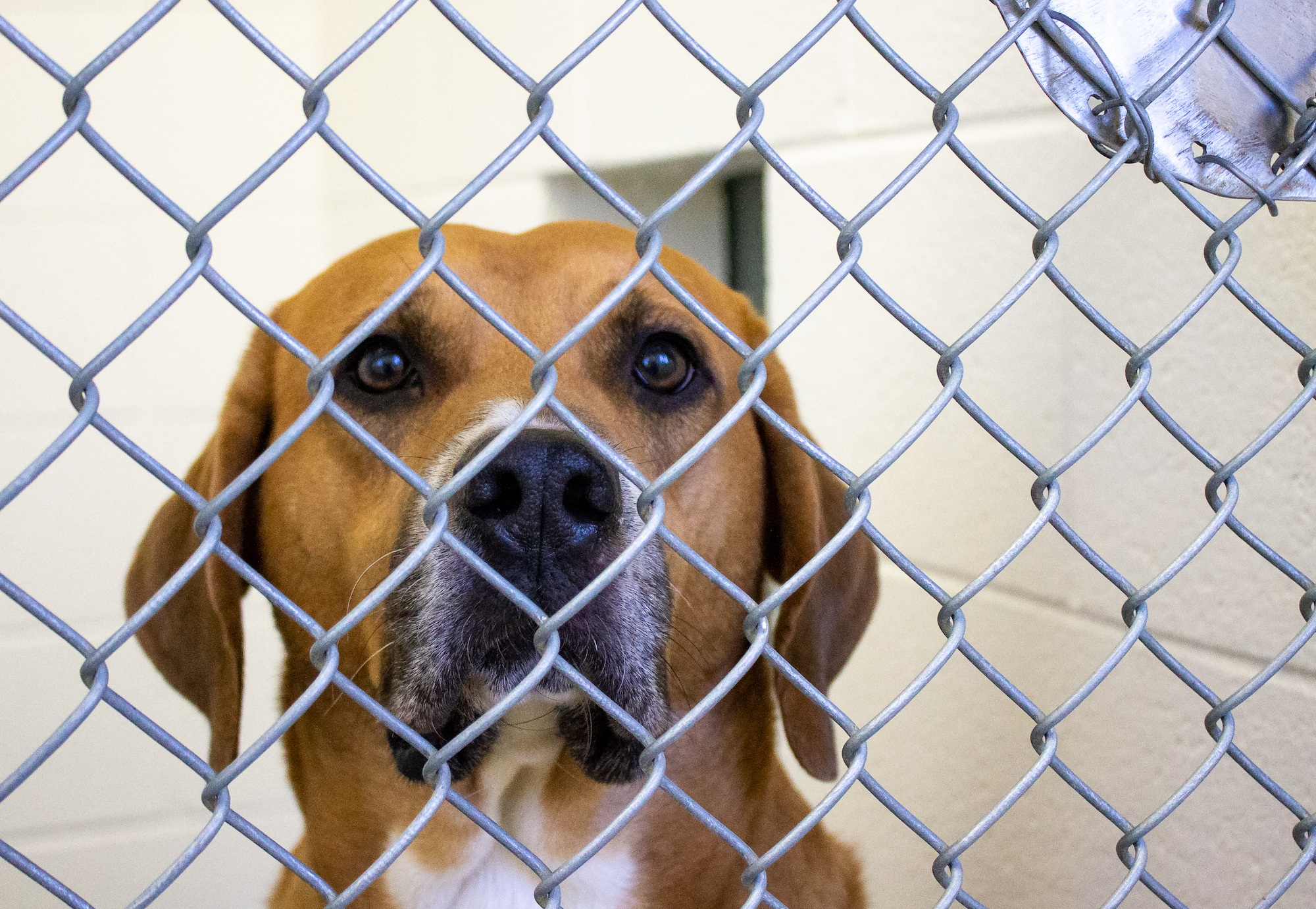 Are there kill shelters in MA?