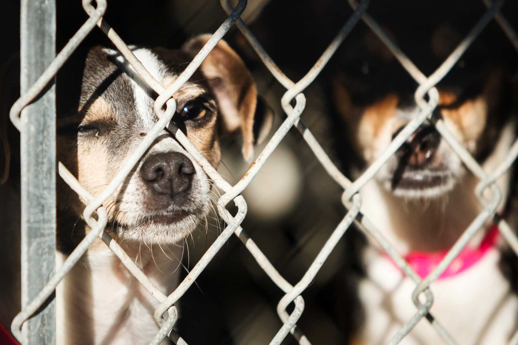 Are there kill shelters in Texas?