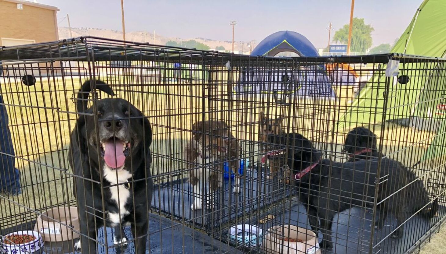 Are there kill shelters in Utah?
