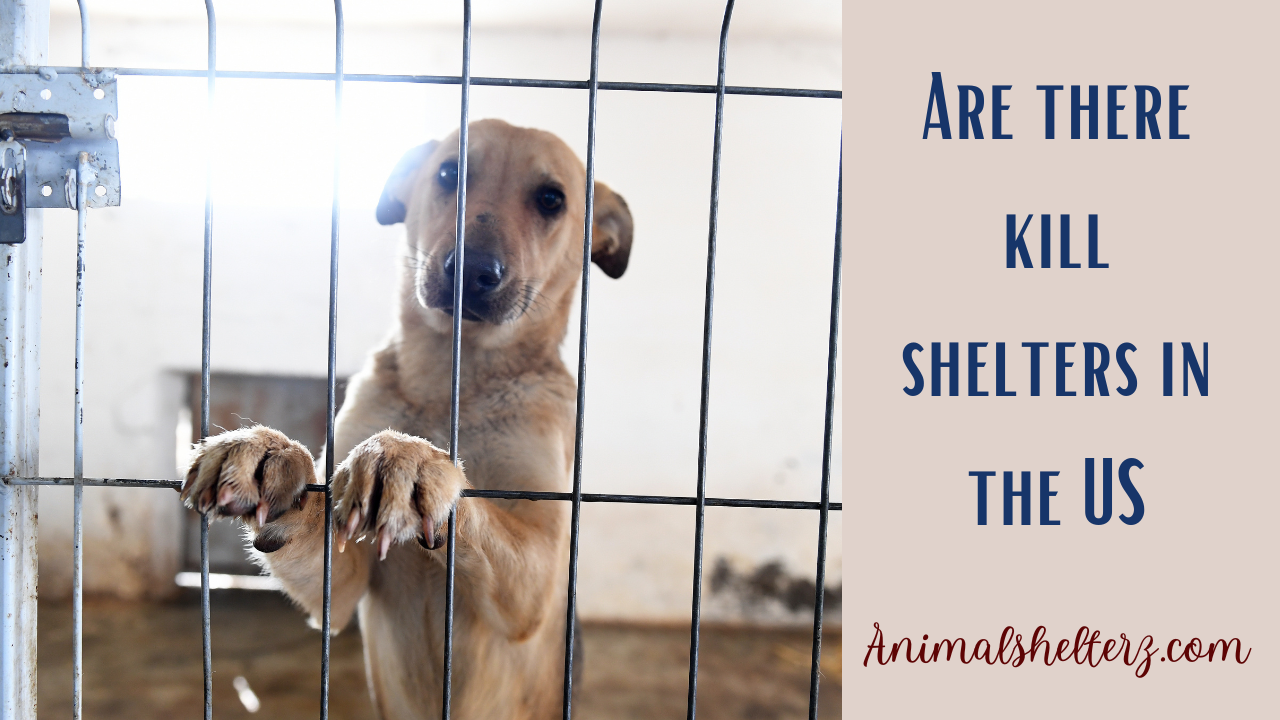 Are there kill shelters in the US