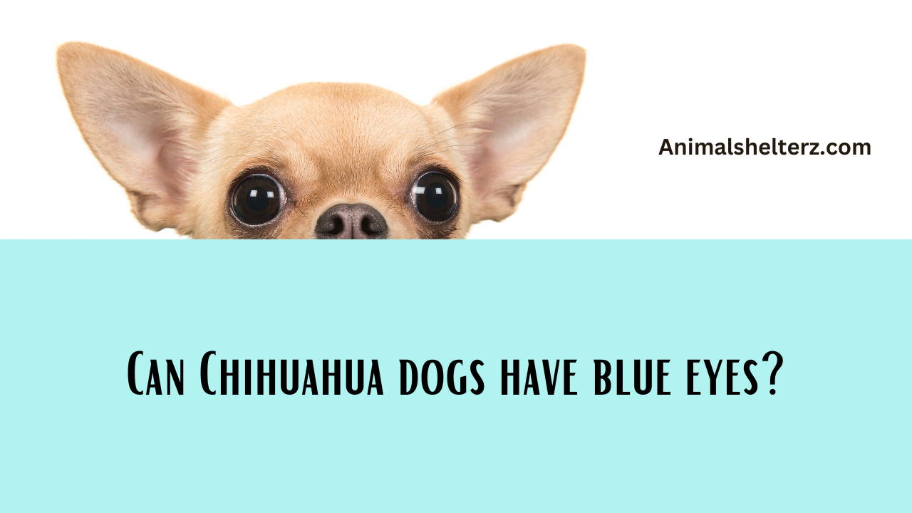 Can Chihuahua dogs have blue eyes?