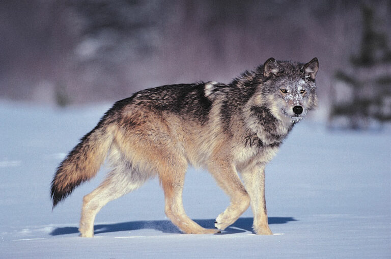 Quick Answer: Can Coyotes pass diseases to dogs?