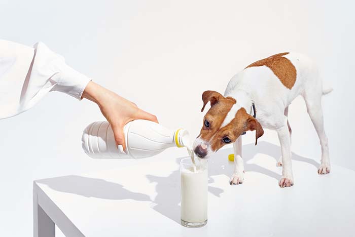 Can-Dogs-Drink-Milk