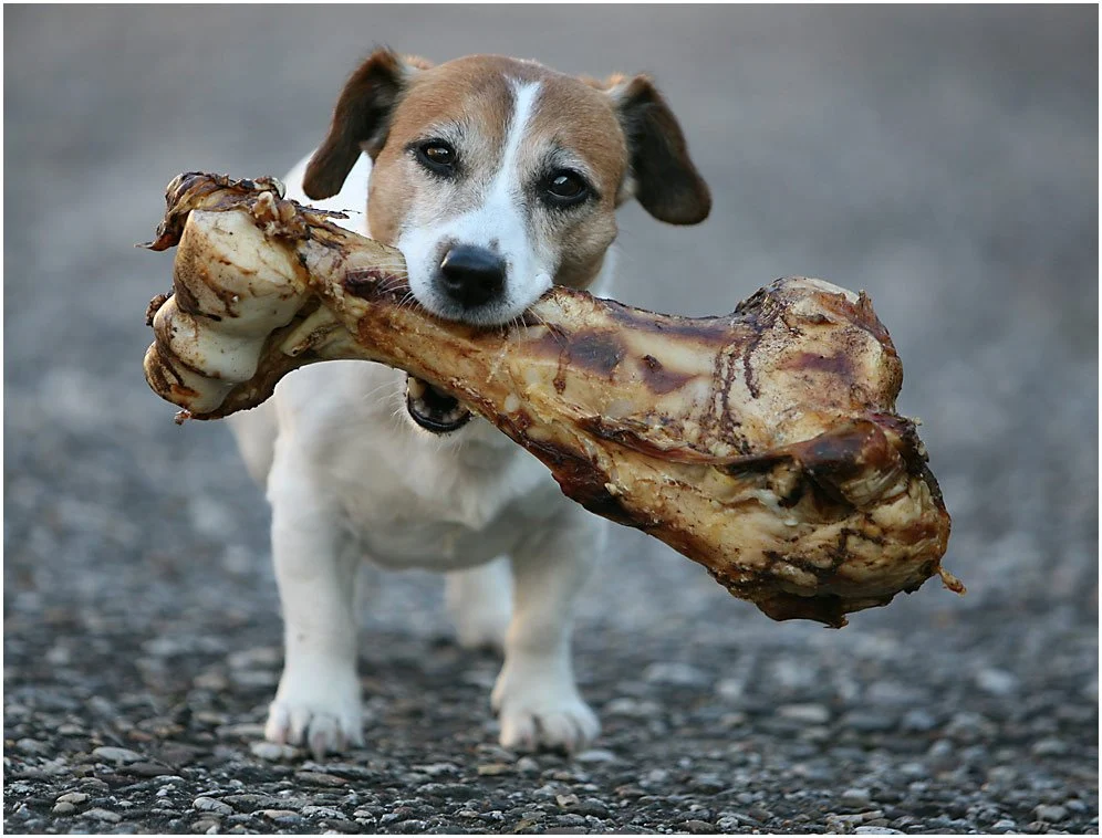 Can I give puppies raw bones?