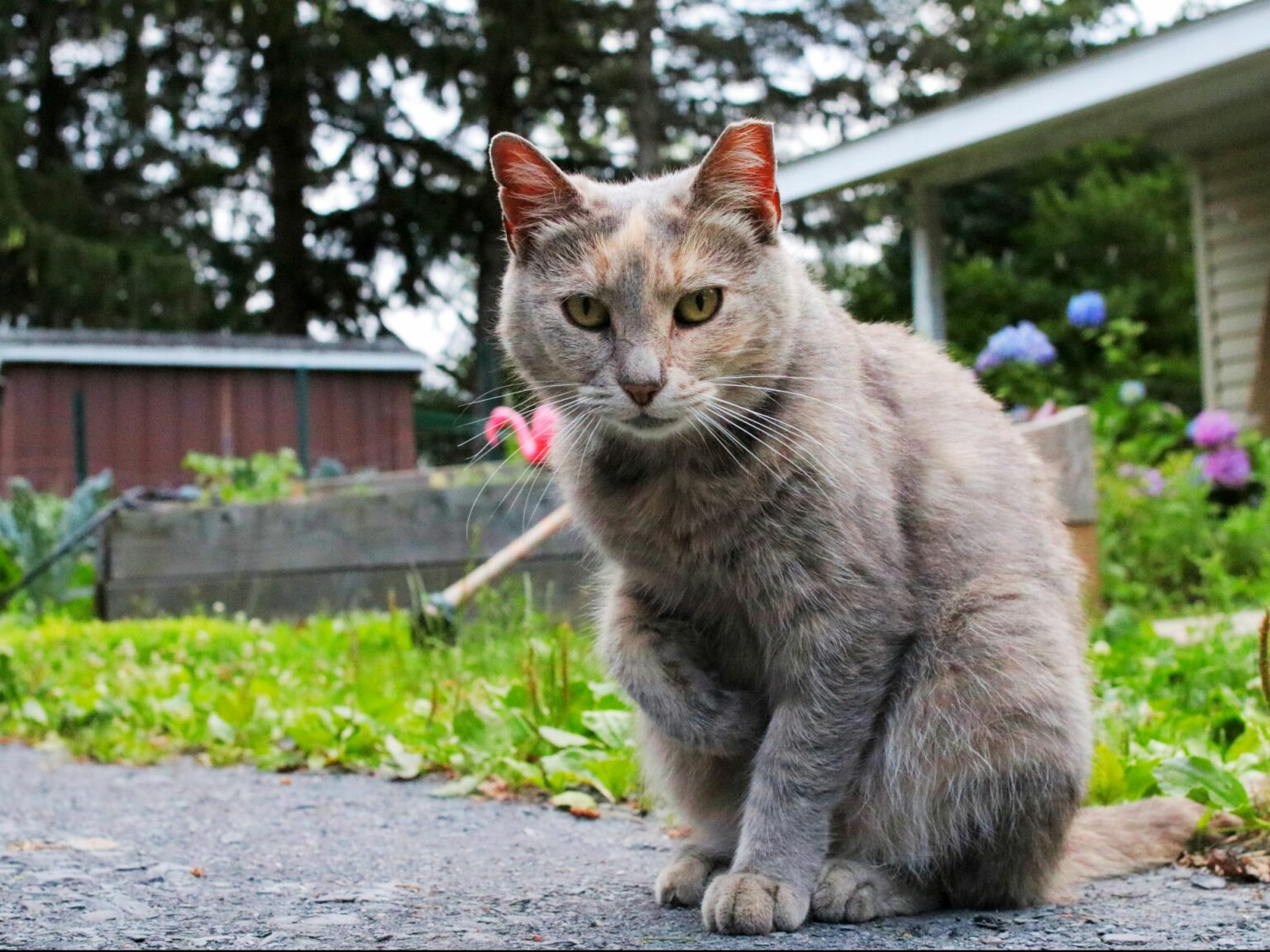 can-i-take-a-feral-cat-to-the-pound-animal-shelters