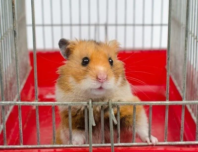 Can I throw away my hamster?