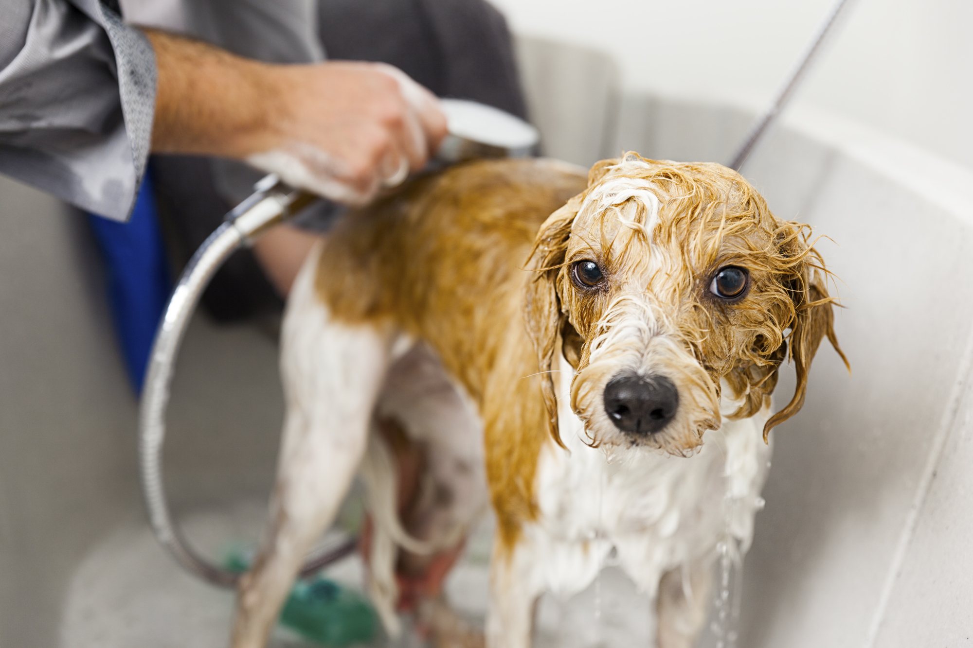 Can I use hair conditioner on my dog?