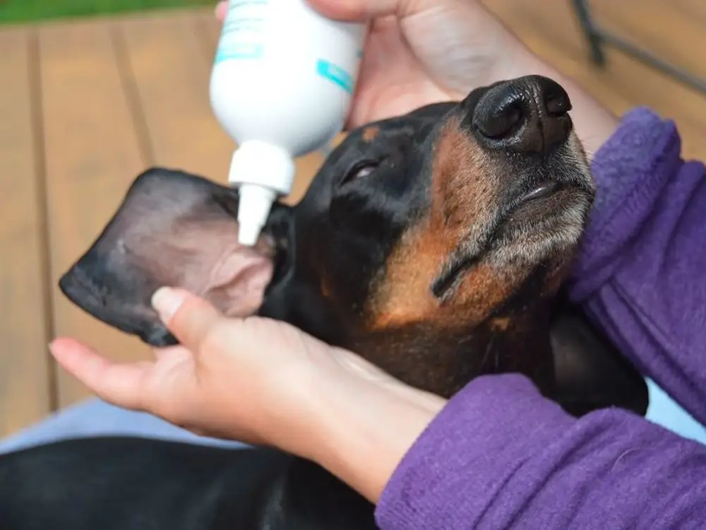 Can I use saline to clean dog ears?