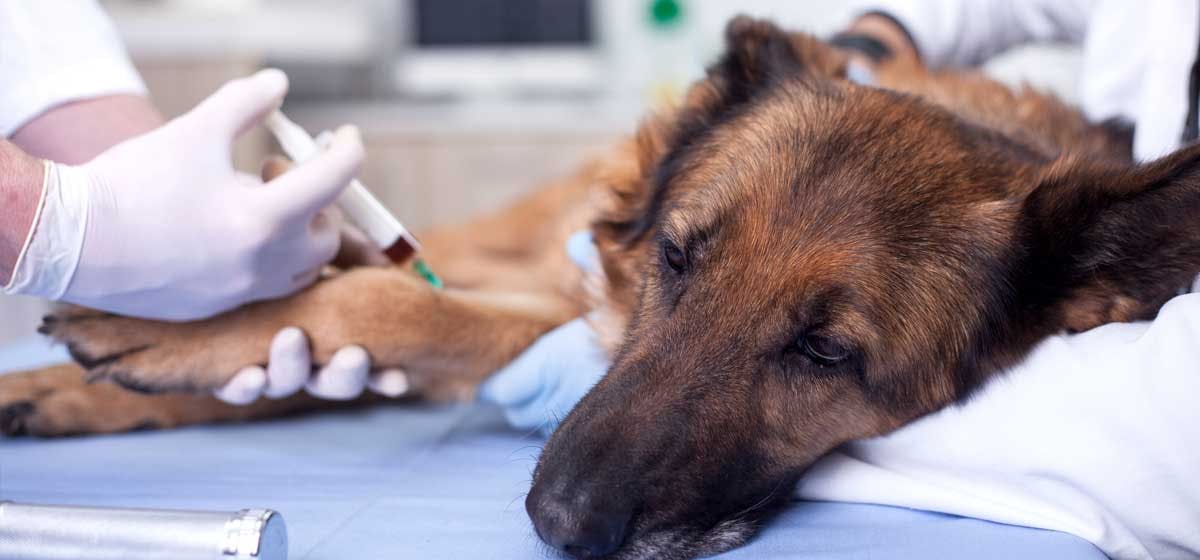 Can I walk my dog after rabies shot?