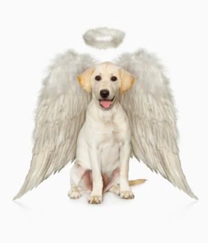 Can a dog be a guardian angel?