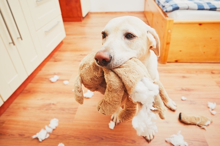 Can a dog be left alone overnight?