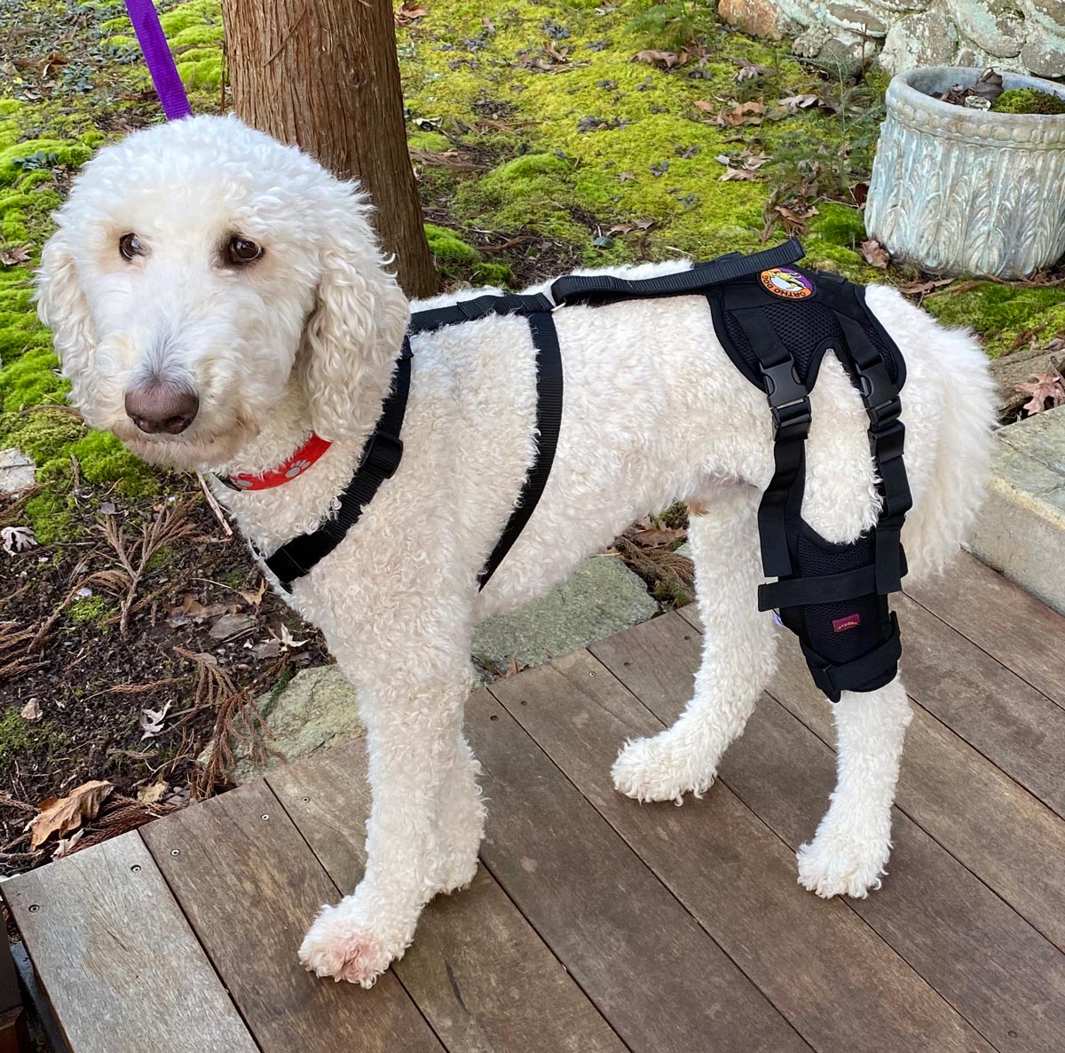 Can a dog recover from a torn ligament without surgery?