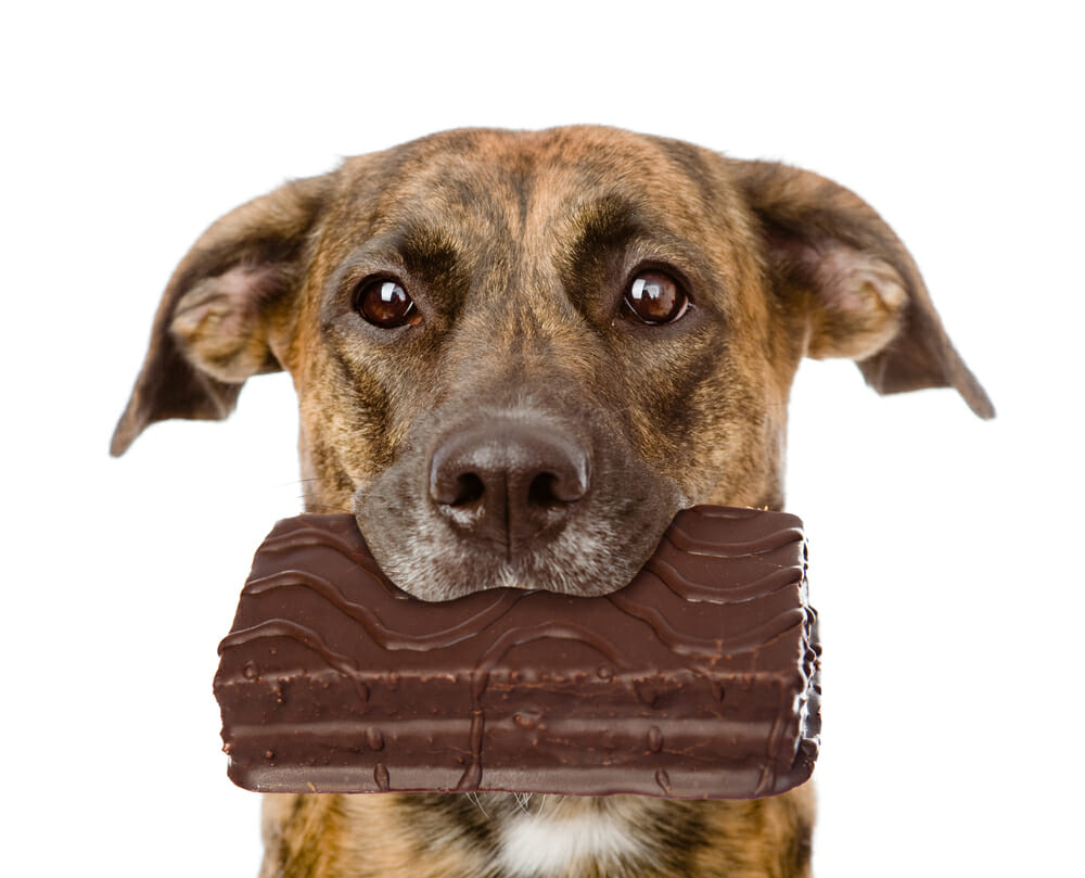 Can a dog survive after eating chocolate?