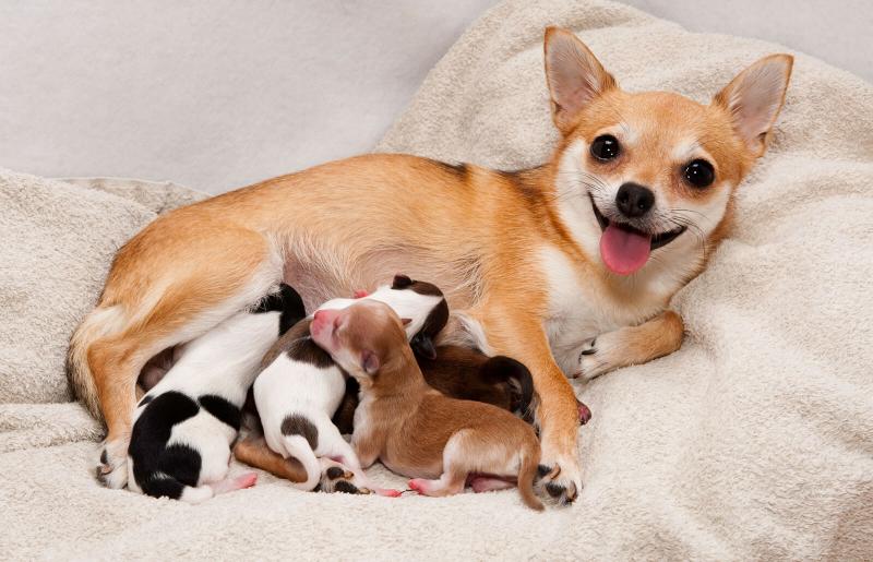 Can a female dog get pregnant at 5 months old?