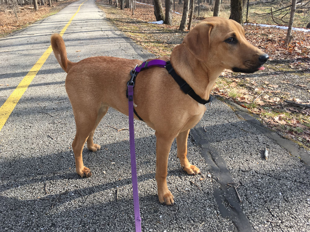 Can a harness hurt my dog?