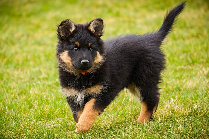 Can a puppies fur change from black to brown?