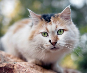 Can a stray cat become a house pet?