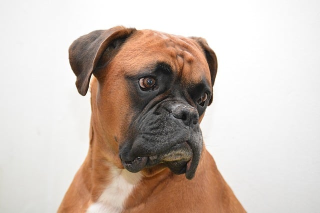 Can boxers be left alone?