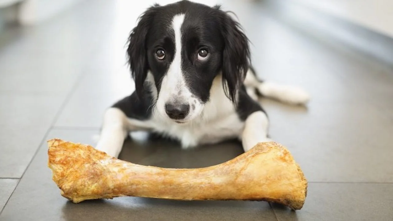 Can dogs digest turkey bones?