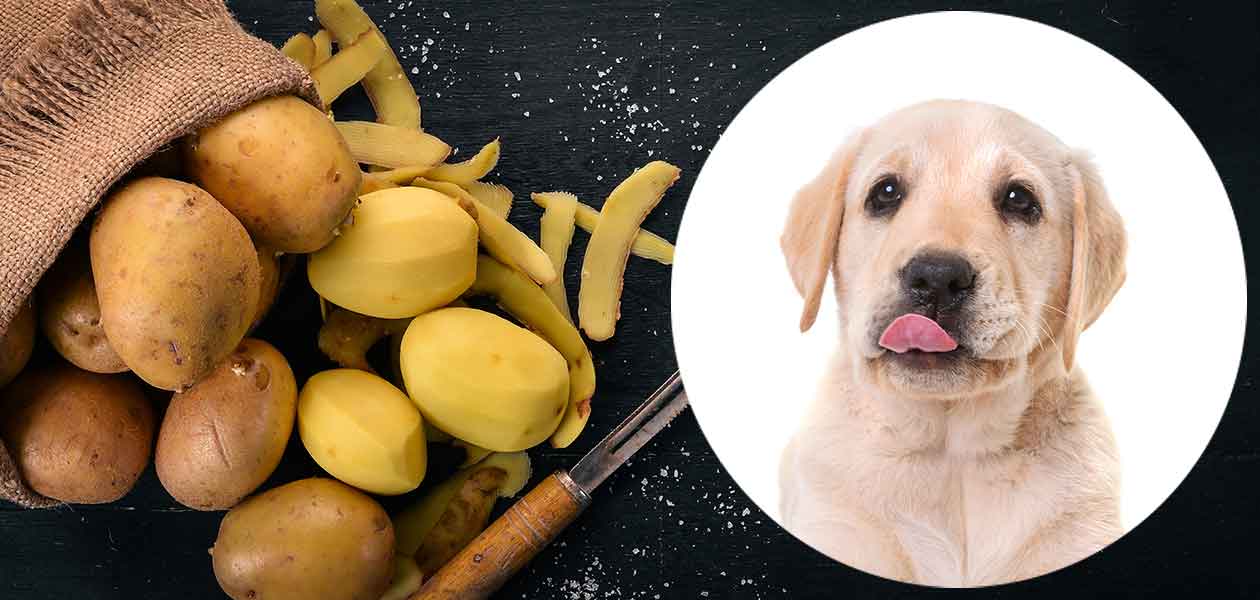 Can dogs eat cooked white potatoes?