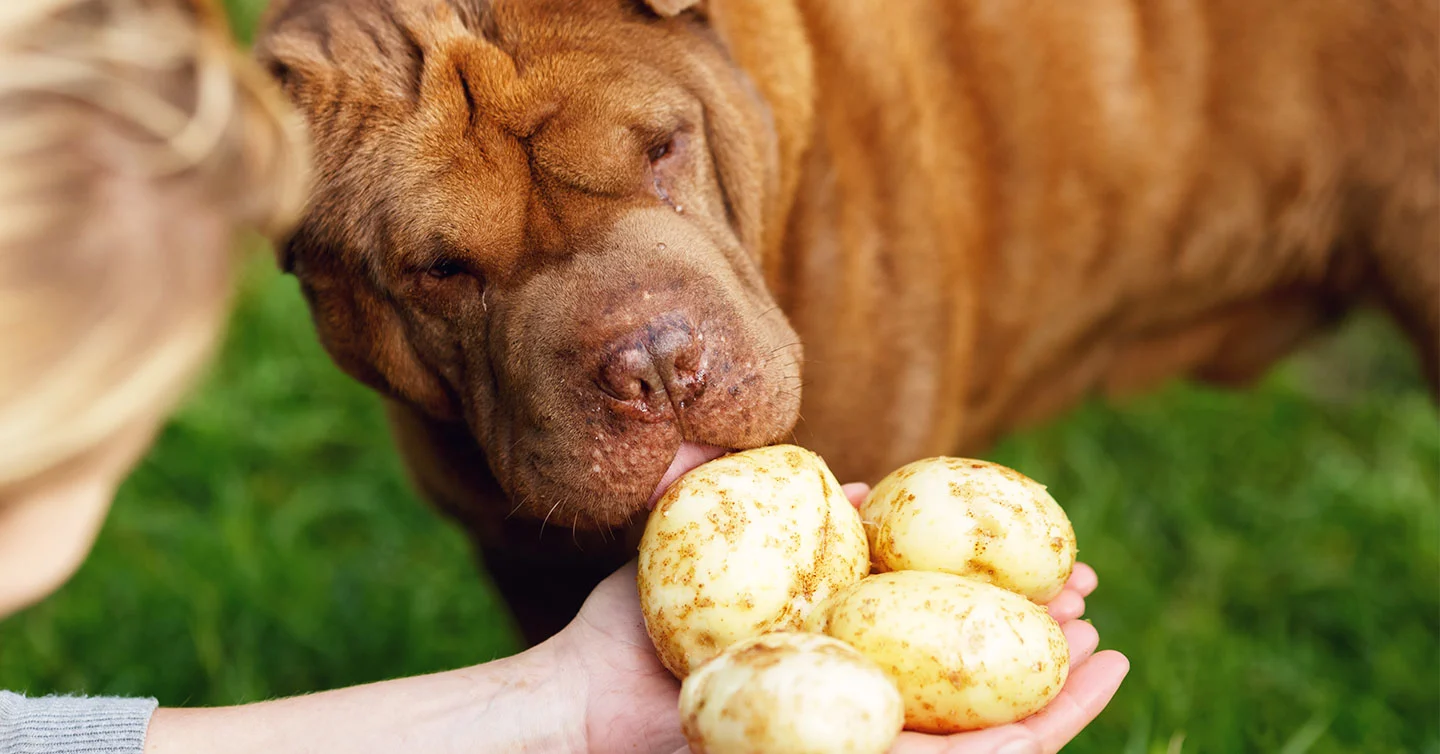 Can dogs eat cooked white potatoes?