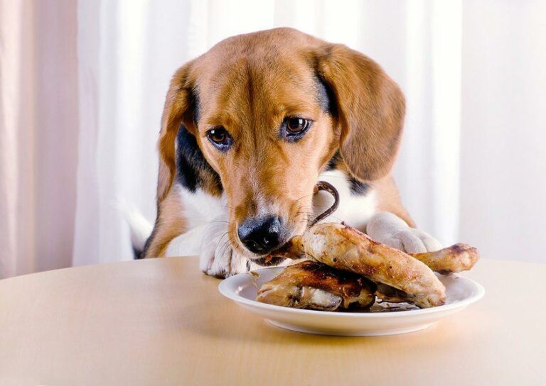 Your question: Can dogs eat soft cooked chicken bones?