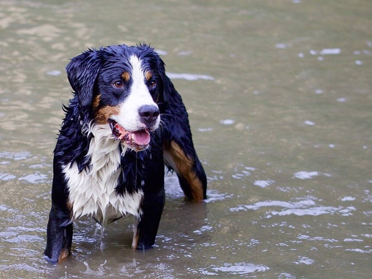 Can dogs get sick from river water?
