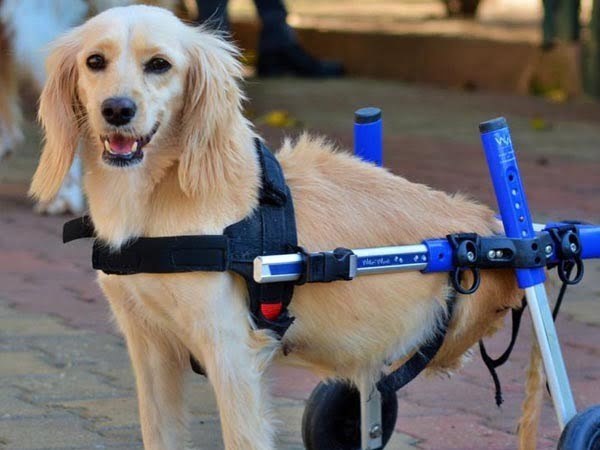 Can dogs have robotic legs?