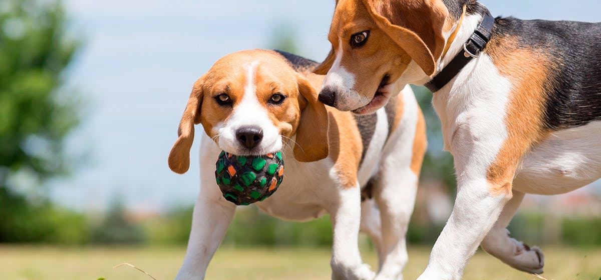 Can dogs tell if another dog is their sibling?