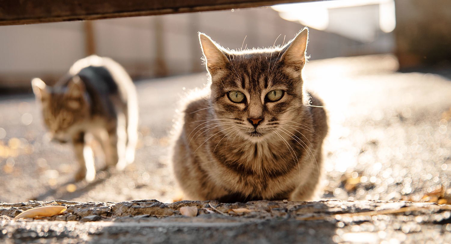 Can feral cats be rehomed?