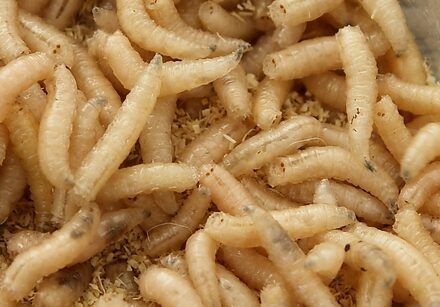 Can maggots form in dog poop?