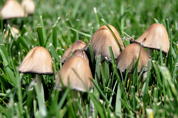 Can mushrooms grow from dog poop?