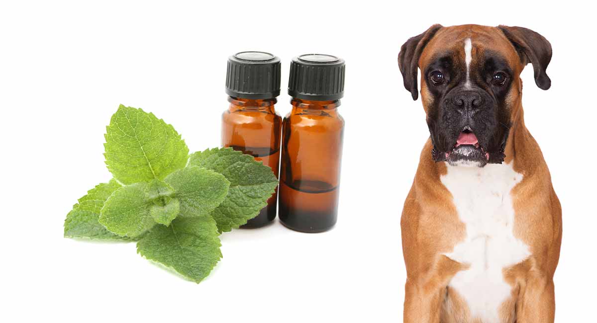 Can the smell of peppermint oil hurt dogs?