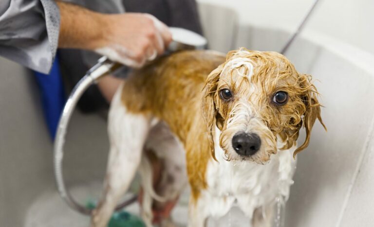 Can you condition your dog’s hair?