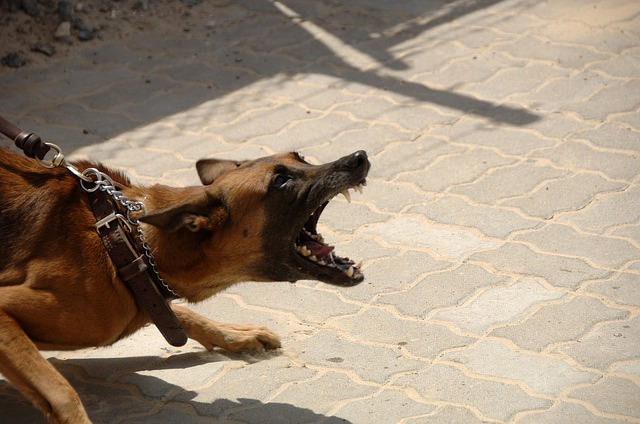 Can you cure fear aggression in dogs?
