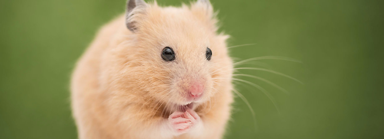 Can you give a hamster to PetSmart?