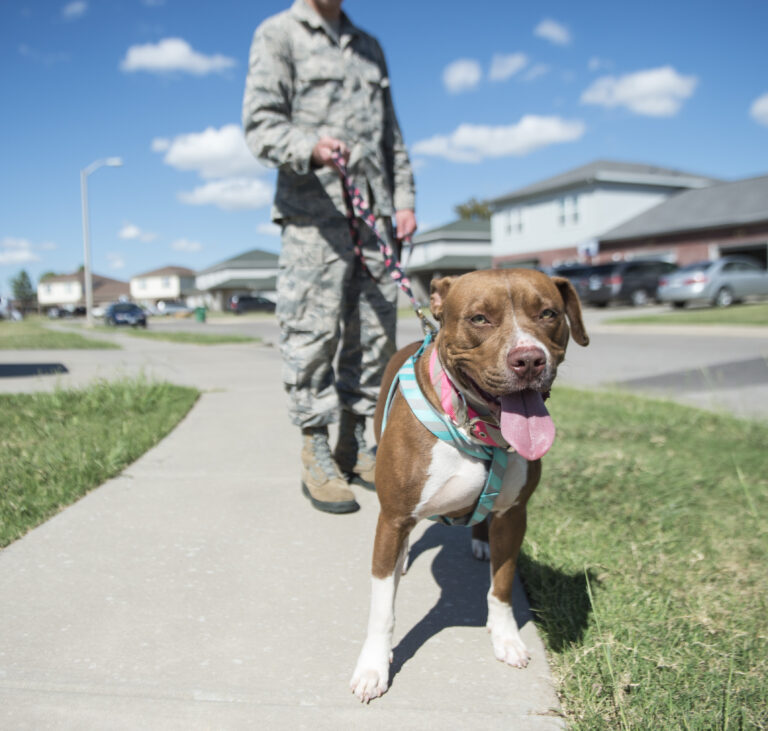 You asked: Can you have a pet dog on a military base?