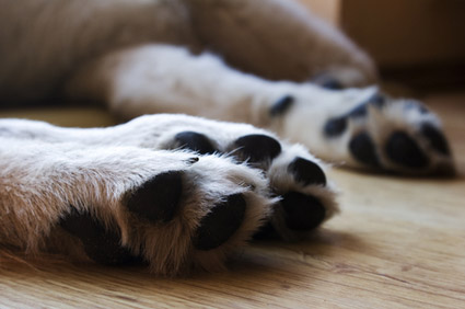 Can you tell how big a puppy will get by it’s paws?