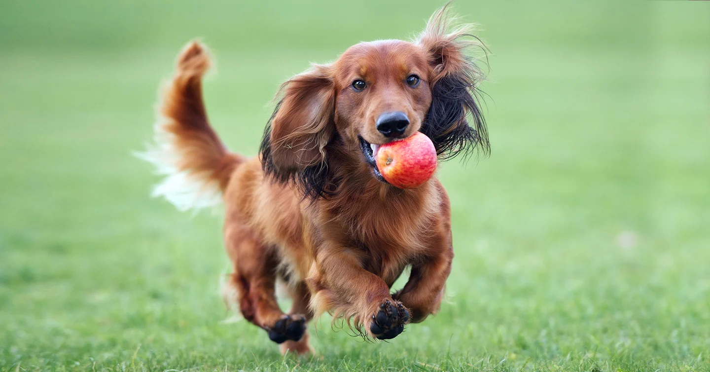 Do apples give dogs diarrhea?