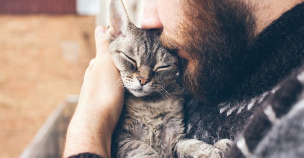 Do cats get emotionally attached to their owners?