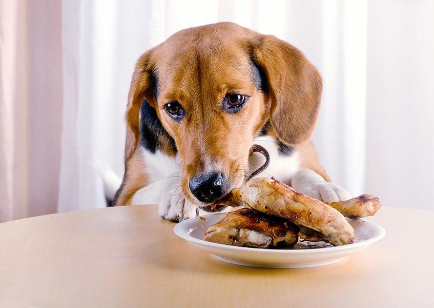 Do cooked chicken bones dissolve in dog's stomach?