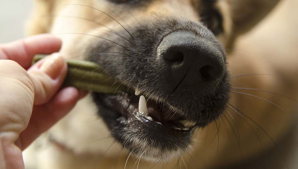 Do dental chews help dogs teeth?
