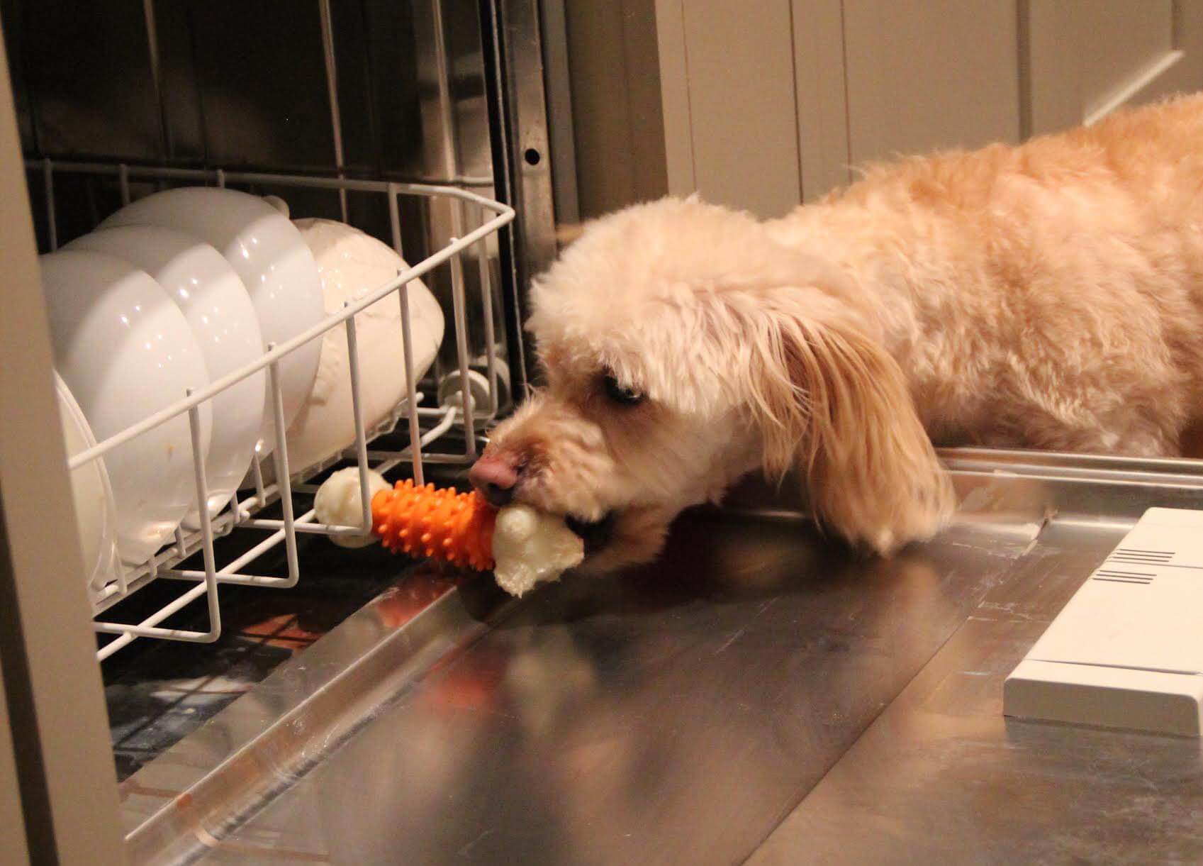 Do dishwashers kill dog germs?