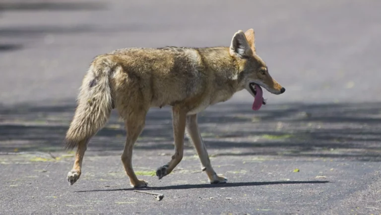 Do dogs attract coyotes?